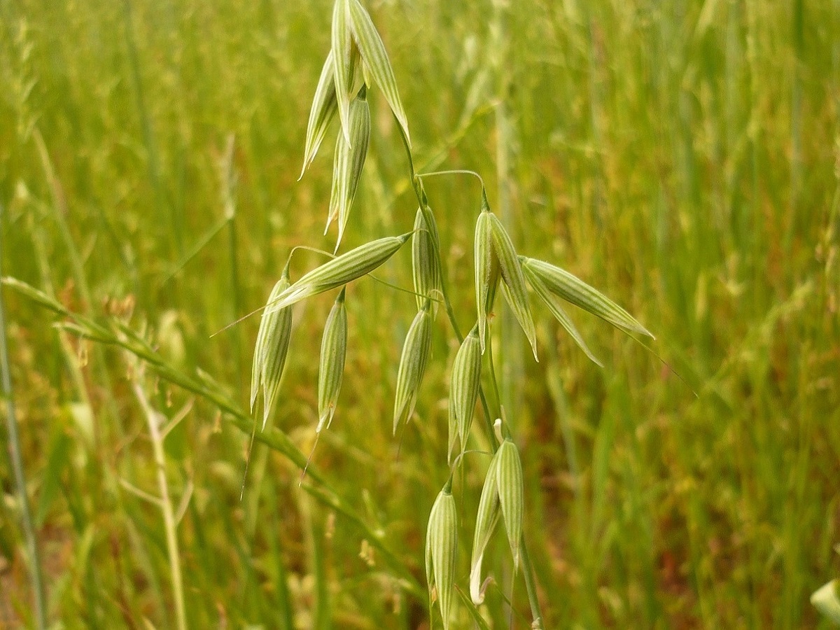 Avena sativa subsp. sativa (Poaceae)